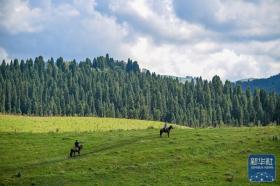 新疆伊犁：阿肯阿依特斯在草原上唱響  第7張