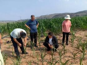 府谷：全力以赴抗旱 確保秋糧豐收  第1張