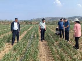 府谷：全力以赴抗旱 確保秋糧豐收  第2張