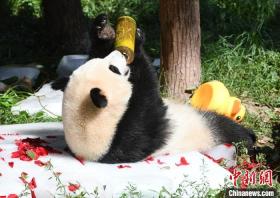 重慶高溫：大熊貓抱冰磚享受清涼  第2張