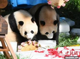 重慶高溫：大熊貓抱冰磚享受清涼  第3張