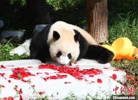 重慶高溫：大熊貓抱冰磚享受清涼  第4張