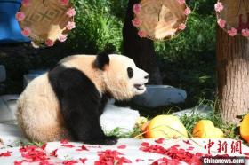 重慶高溫：大熊貓抱冰磚享受清涼  第5張