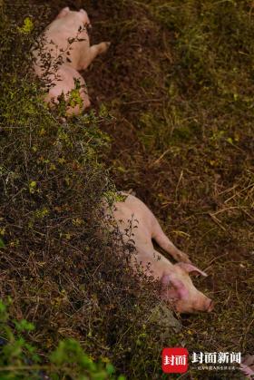 漢源新華村的疏散與等待：一個(gè)村干部的兩天兩夜丨封面深鏡  第6張