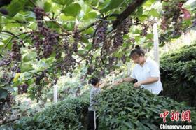 廣西三江縣：葡萄“串”起致富路  第1張