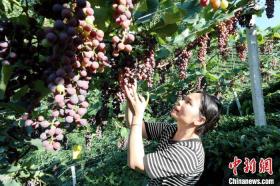 廣西三江縣：葡萄“串”起致富路  第2張