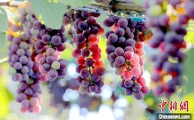 廣西三江縣：葡萄“串”起致富路  第4張