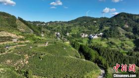 廣西三江縣：葡萄“串”起致富路  第5張