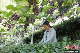 廣西三江縣：葡萄“串”起致富路  第3張