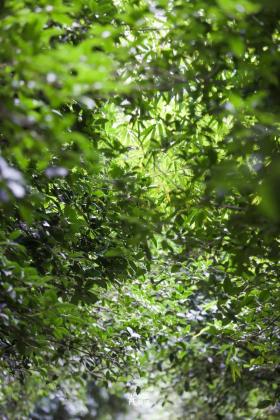 普降5-6℃！青山“大自然空調”免費又涼快  第2張