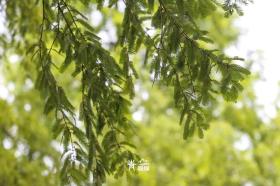 普降5-6℃！青山“大自然空調”免費又涼快  第14張