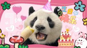 萌翻！大熊貓的“生日趴”！  第1張