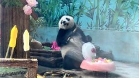 萌翻！大熊貓的“生日趴”！  第9張