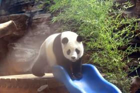 萌翻！大熊貓的“生日趴”！  第8張