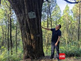 生態(tài)學(xué)博士馬文寶：我給翠云廊古柏當(dāng)“醫(yī)生”  第4張