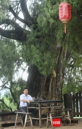 生態(tài)學(xué)博士馬文寶：我給翠云廊古柏當(dāng)“醫(yī)生”  第3張