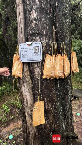 生態(tài)學(xué)博士馬文寶：我給翠云廊古柏當(dāng)“醫(yī)生”  第6張