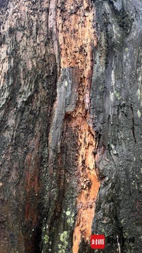 生態(tài)學(xué)博士馬文寶：我給翠云廊古柏當(dāng)“醫(yī)生”  第8張