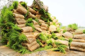 濟南市鋼城區(qū)：“蟹＋稻＋N”共作 蹚出鄉(xiāng)村振興路  第2張