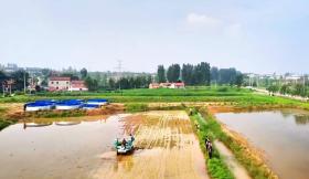 濟南市鋼城區(qū)：“蟹＋稻＋N”共作 蹚出鄉(xiāng)村振興路  第3張