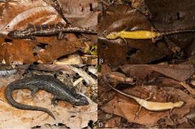 蜥蜴新物種+1，我國(guó)發(fā)現(xiàn)招龍棱蜥  第1張