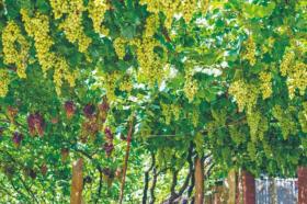 好品中國(guó)丨背山面海的“紫色傳奇”  第3張