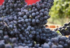 好品中國(guó)丨背山面海的“紫色傳奇”  第4張