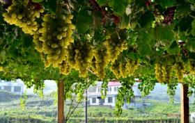 好品中國(guó)丨背山面海的“紫色傳奇”  第5張