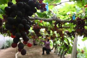 好品中國(guó)丨背山面海的“紫色傳奇”  第6張