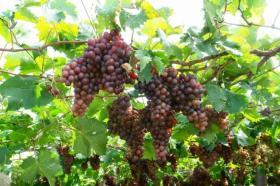 好品中國(guó)丨背山面海的“紫色傳奇”  第7張