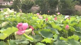 黃陂區(qū)蔡店街桃花村：百畝荷花 搖曳夏日畫卷