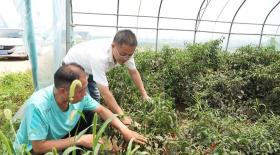 任城：農(nóng)技專家深入田間地頭 保障蔬菜糧食穩(wěn)產(chǎn)供應(yīng)  第2張