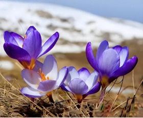 藏紅花能改善睡眠嗎?還有什么作用?一文帶你全面了解藏紅花!  第1張