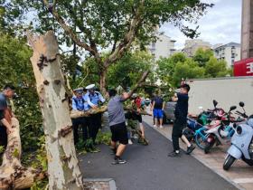 一陣大風(fēng)刮倒梧桐樹，一群小哥伸出援手  第1張