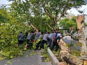 一陣大風(fēng)刮倒梧桐樹，一群小哥伸出援手  第2張