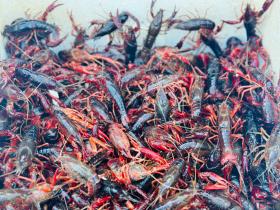 炎炎夏日，抓住這些“限定美食”的尾巴  第5張