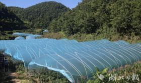 五峰傅家堰鄉(xiāng)田家山村：山溝溝里辣椒香  第1張