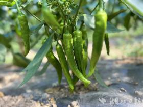 五峰傅家堰鄉(xiāng)田家山村：山溝溝里辣椒香  第2張