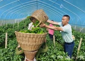 五峰傅家堰鄉(xiāng)田家山村：山溝溝里辣椒香  第3張