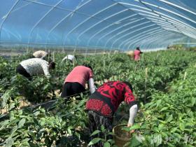 五峰傅家堰鄉(xiāng)田家山村：山溝溝里辣椒香  第4張