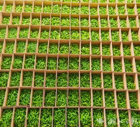 五峰傅家堰鄉(xiāng)田家山村：山溝溝里辣椒香  第5張