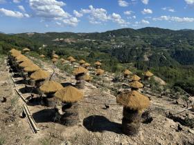 小火車喂雞直播引數(shù)萬人觀看 90后小伙上山做起“養(yǎng)雞博主”  第5張