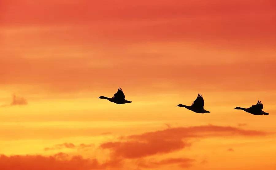 世路如今已慣，此心到處悠然  第2張